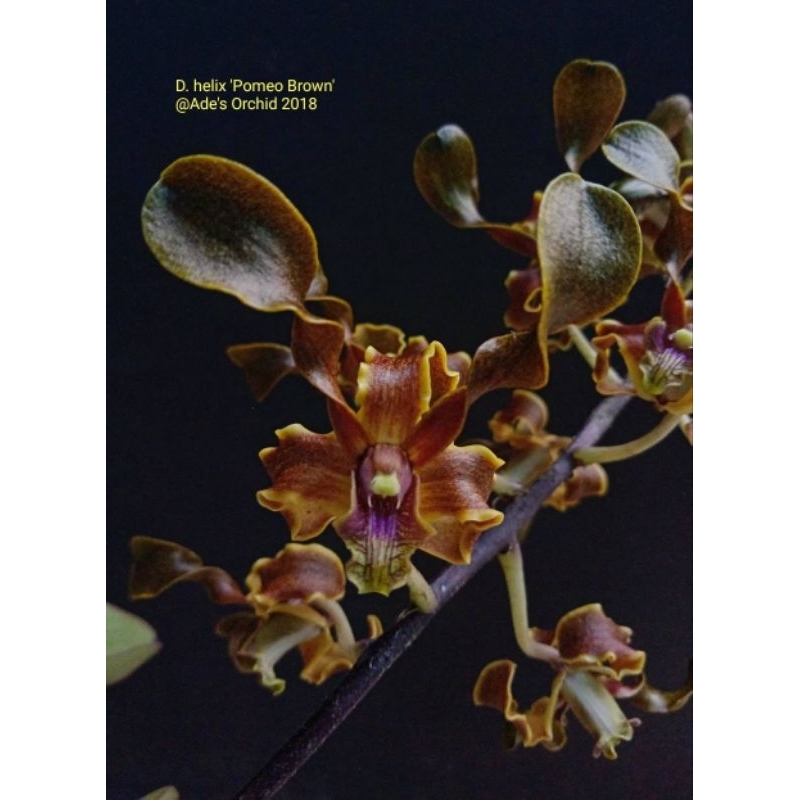 Anggrek Dendrobium Helix Pomeo Brown remaja bibit bunga keriting kriwil dendro spesies Papua