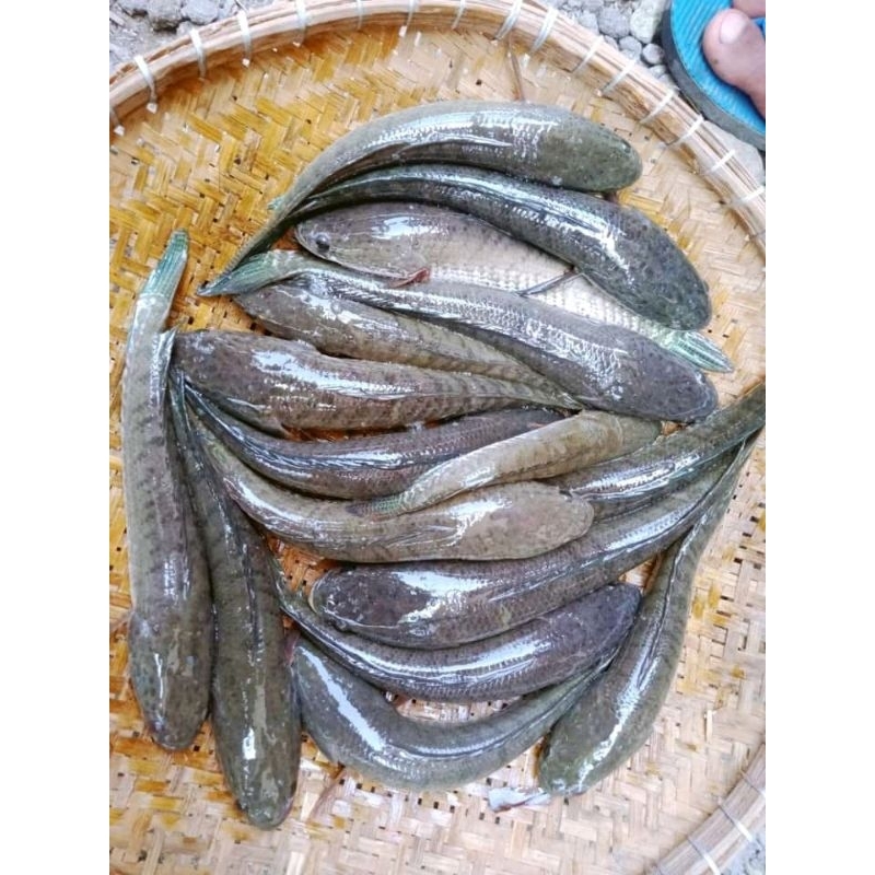 

IKAN GABUS