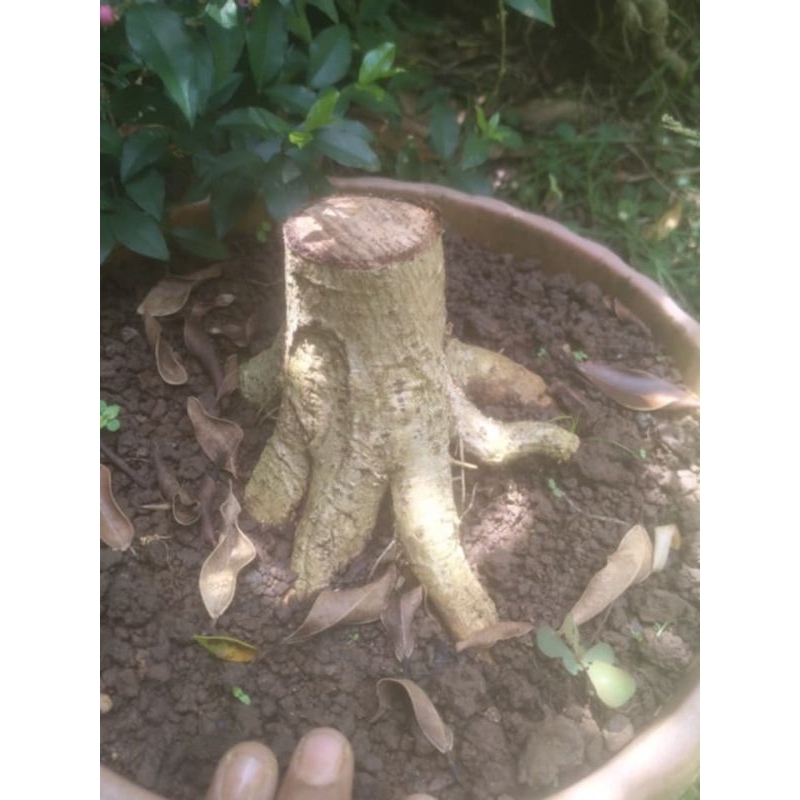 bahan bonsai waru prokar