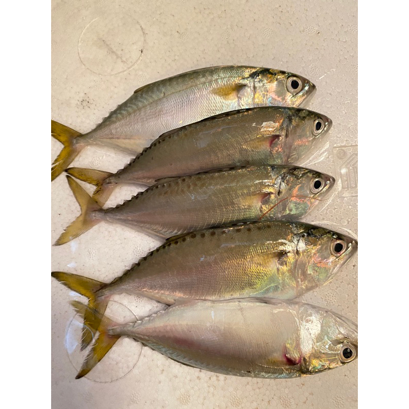 

Ikan kembung puket segar