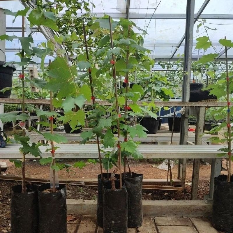 Bibit Pohon Anggur impor segala jenis