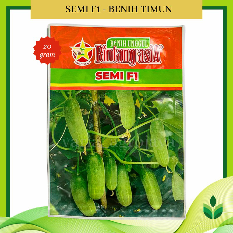 Benih Bibit Timun Semi F1 - Bintang Asia