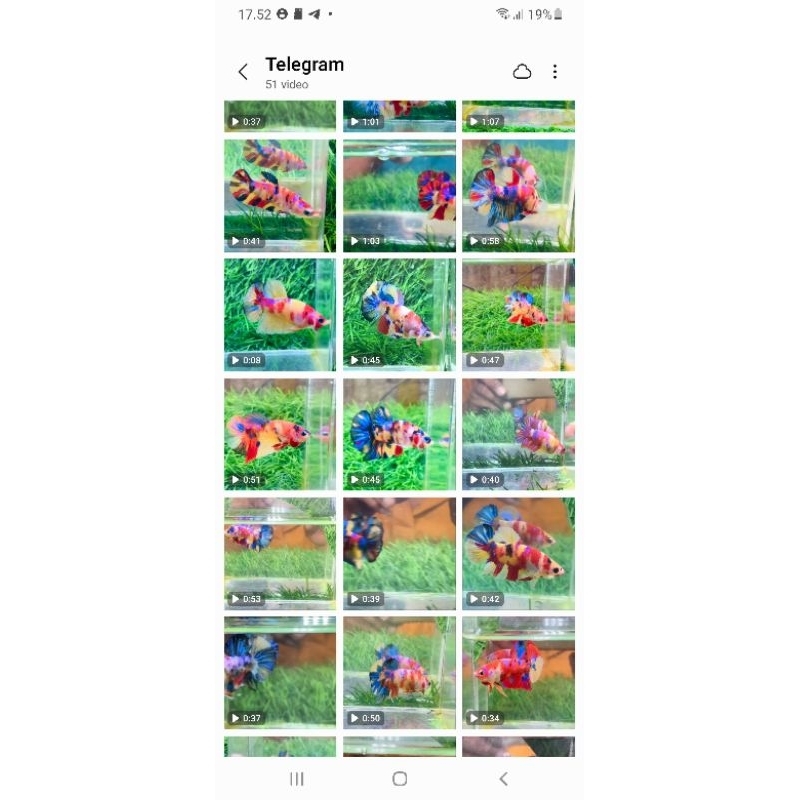 1 cupang multicolor yellow base kualitas bagus