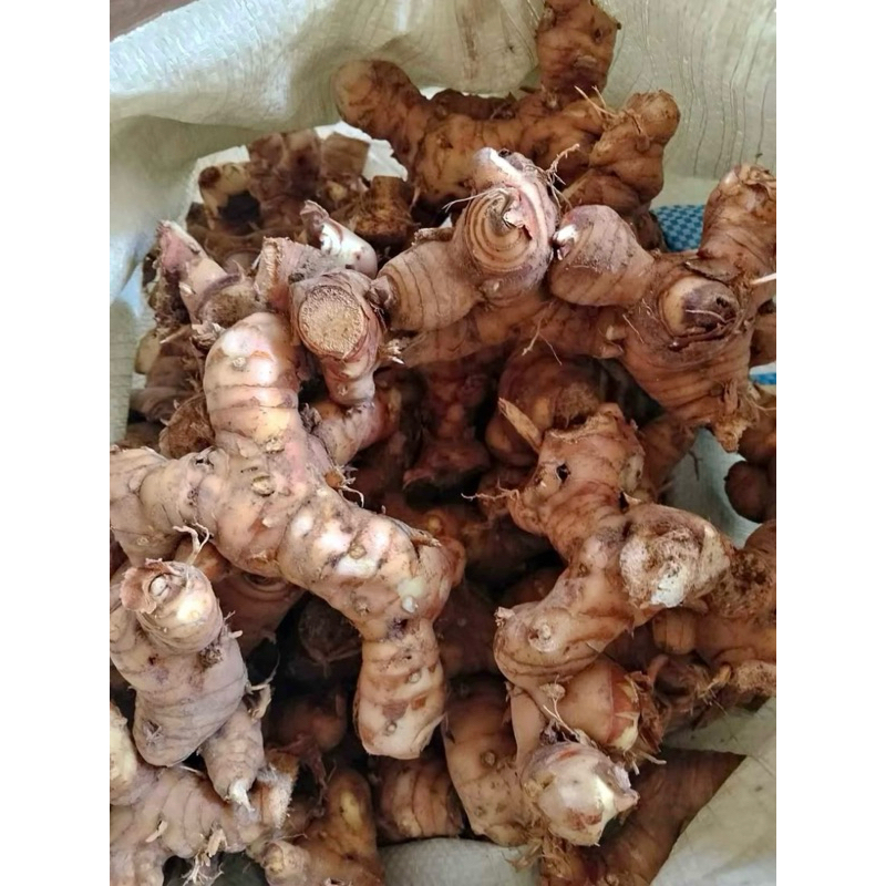 

Lengkuas Fresh 250 gr | Laos Segar | Bumbu Rempah Herbal