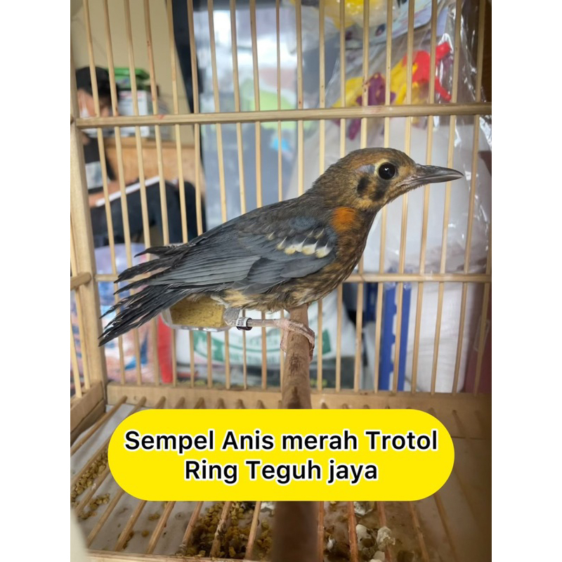 ANIS MERAH TROTOL TEGUH JAYA BIRDSHOP