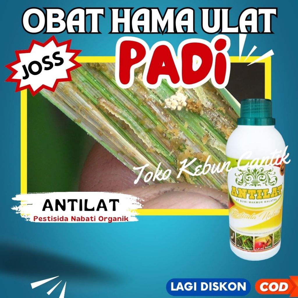 Obat Hama Ulat ANTILAT 500ML – Solusi Terbaik untuk Mengatasi Serangan Hama Ulat Cabe, Ulat Tomat, U