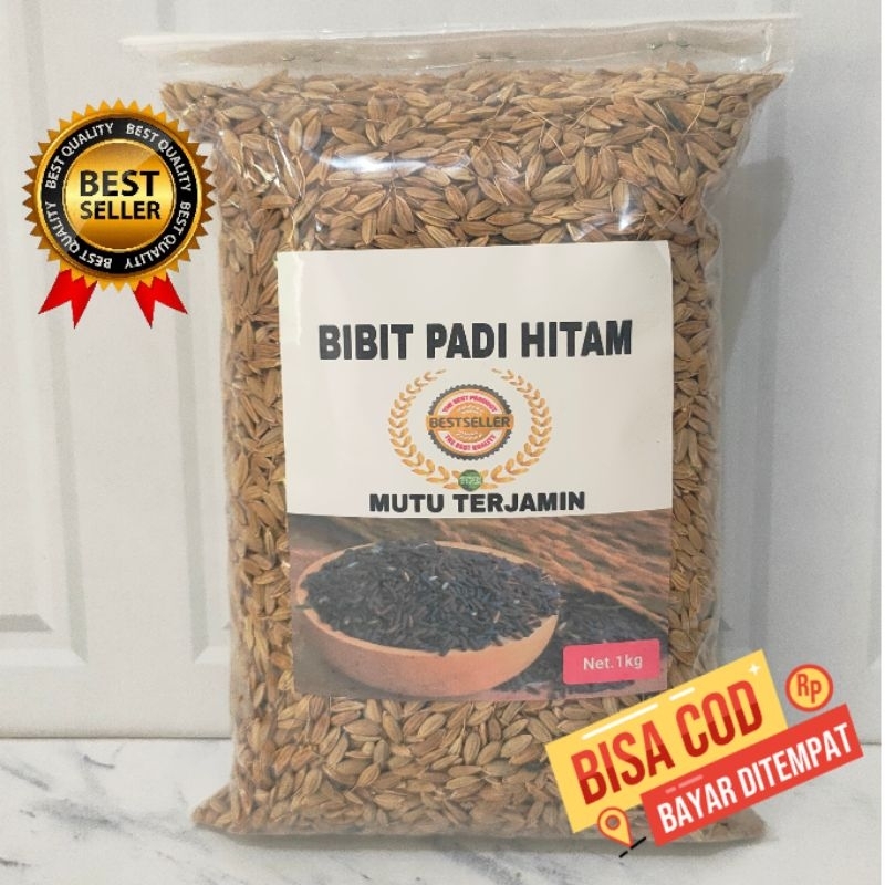 Promo gabah padi hitam 1 kg