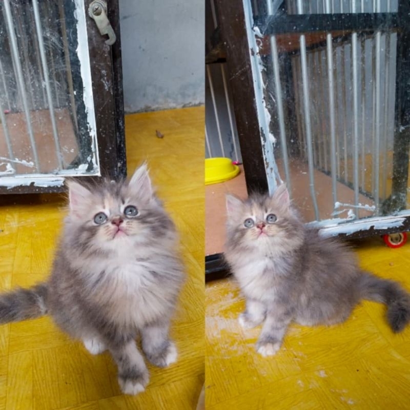 KUCING PERSIA FLATNOSE