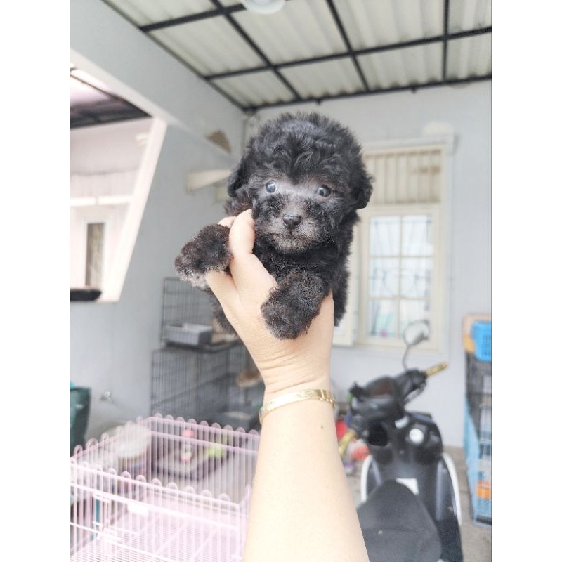 teacup tea cup light silver poodle female kaki cebol size super kecil bulu super tebal