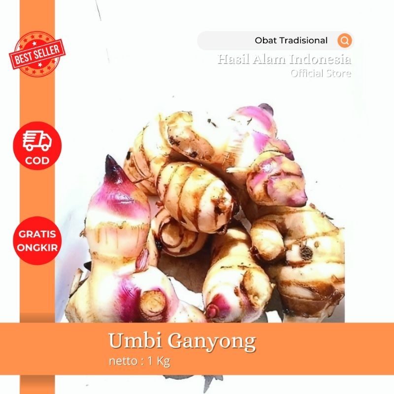 Umbi ganyong segar - Umbi ganyong organik 1kg
