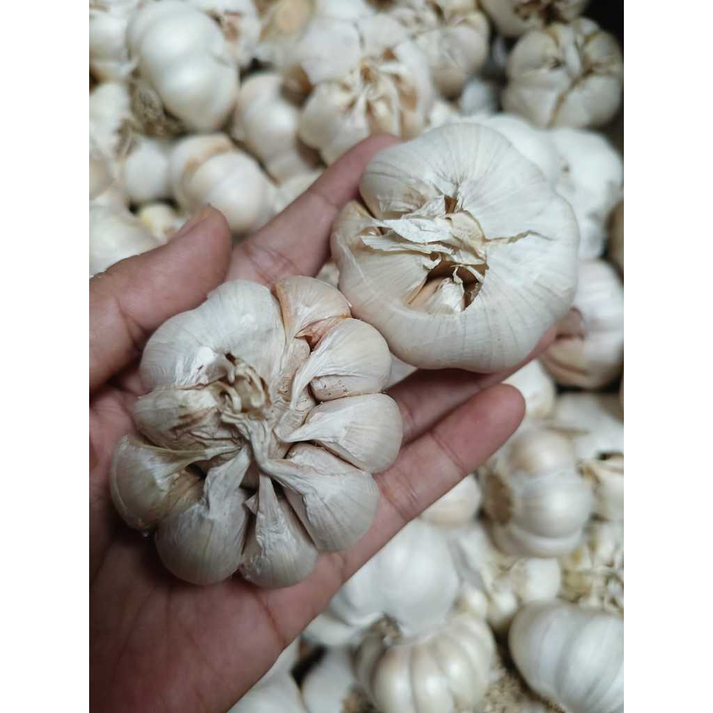 

Bawang Putih Kering Bersih Kemasan 1 Kg