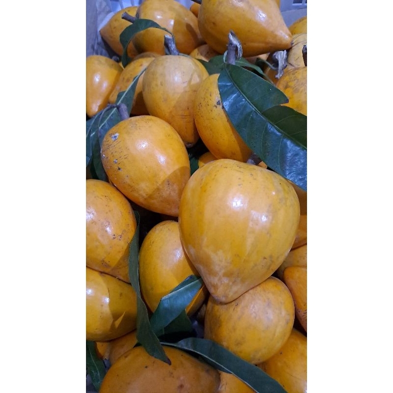 

Buah sawo mentega/alkesa