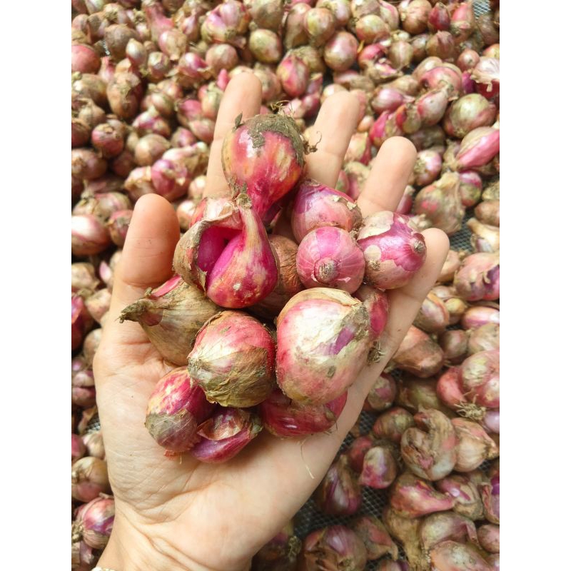 

Bawang Merah (500gr)