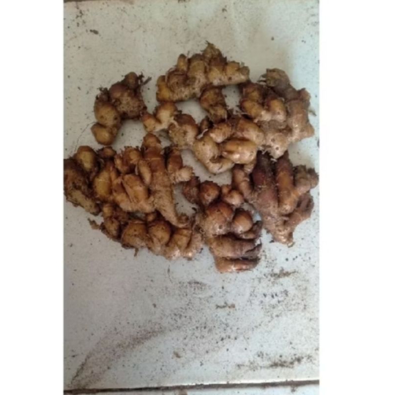 

kencur unggulan bumbu seblak 100 gram