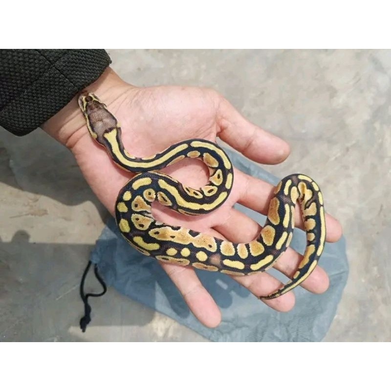 Snake Ball Python_Normal (JUKE)