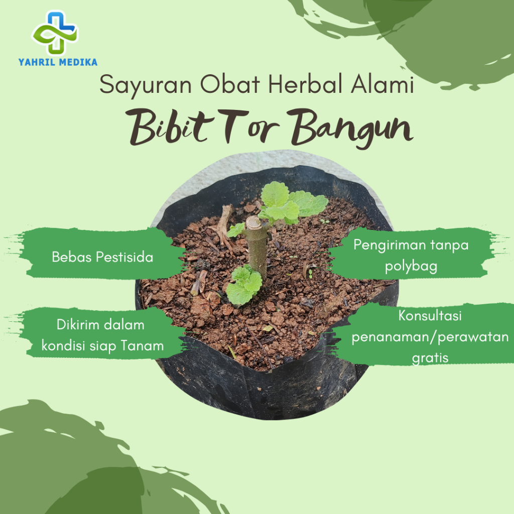

Bibit Daun Tor Bangun