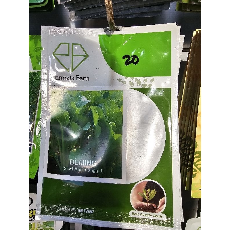 bibit sawi manis beijing