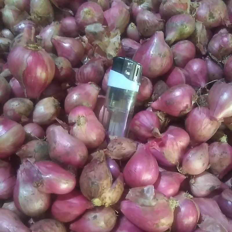 

Bawang Merah Ukuran tanggung besar