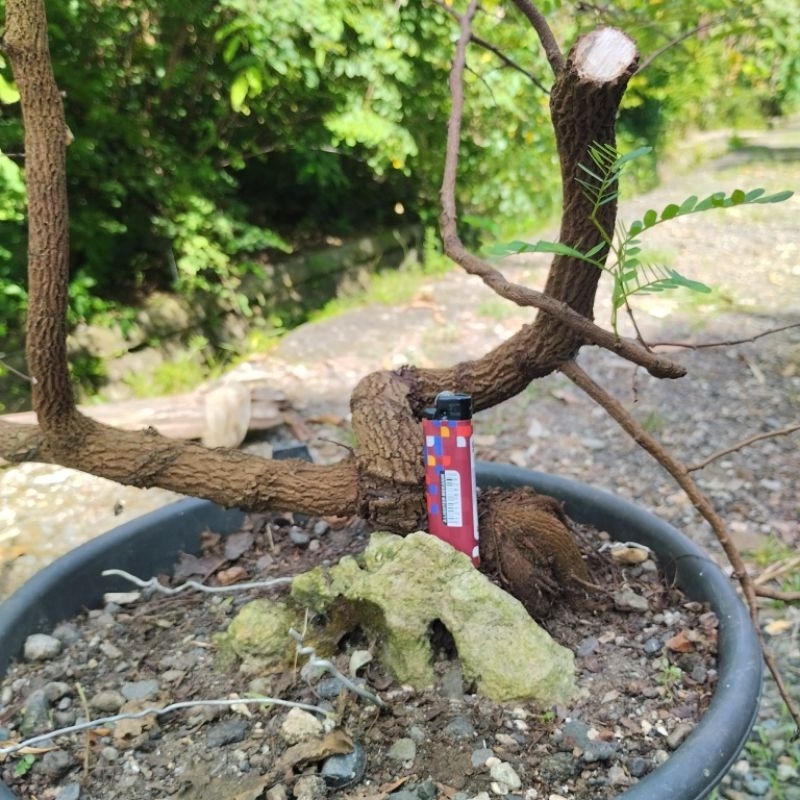 Bonsai Asem Jawa Meliuk | Bonsai Asam Jawa Besar
