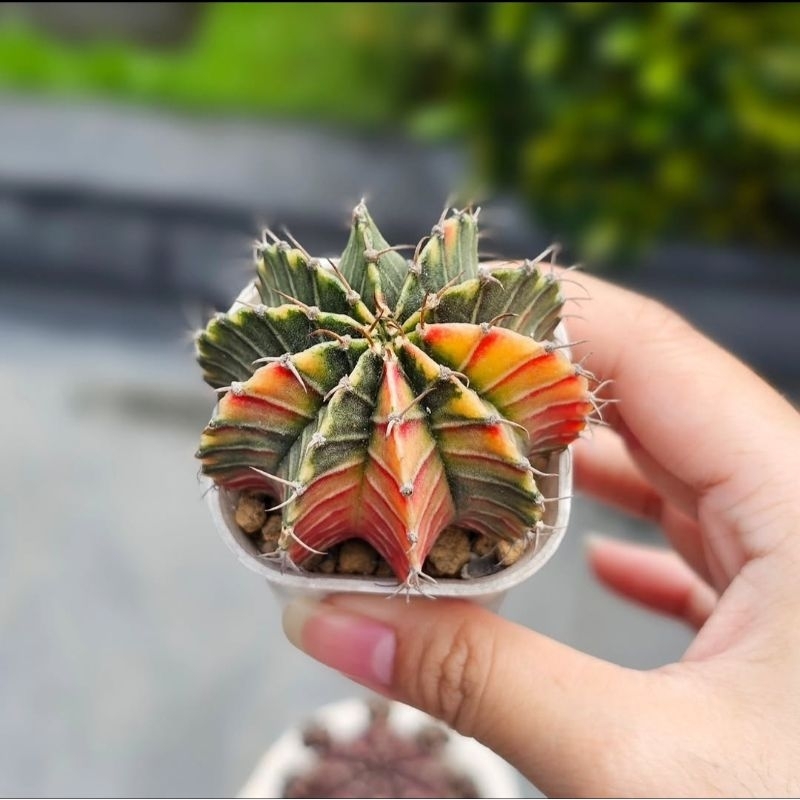 Tanaman kaktus gymno lb hybrid variegata unik 10ribs