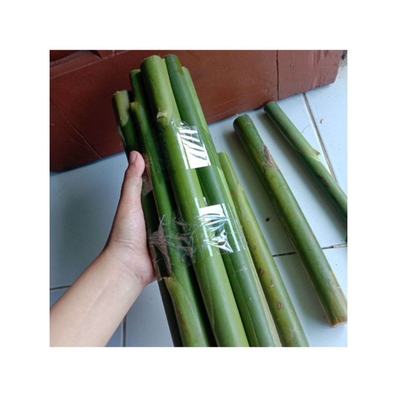 

BATANG KECOMBRANG MUDA SEGAR 1KG