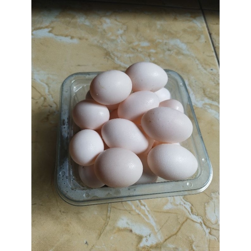 

telur burung dara telor merpati asli per 5 butir