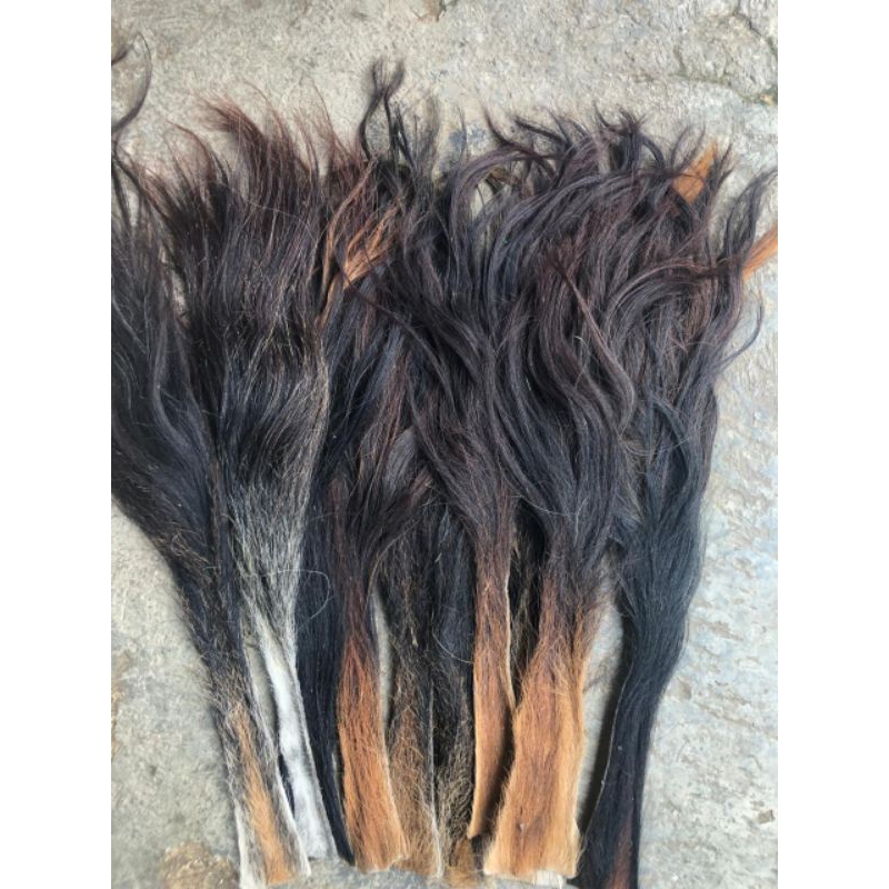 EKOR/BUNTUT SAPI SUPER (rambut barongan)