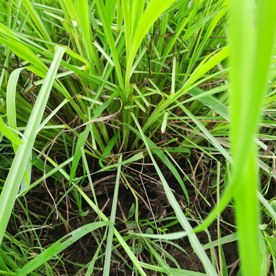 

Sereh Serai Segar / Bumbu / Hijau 1kg