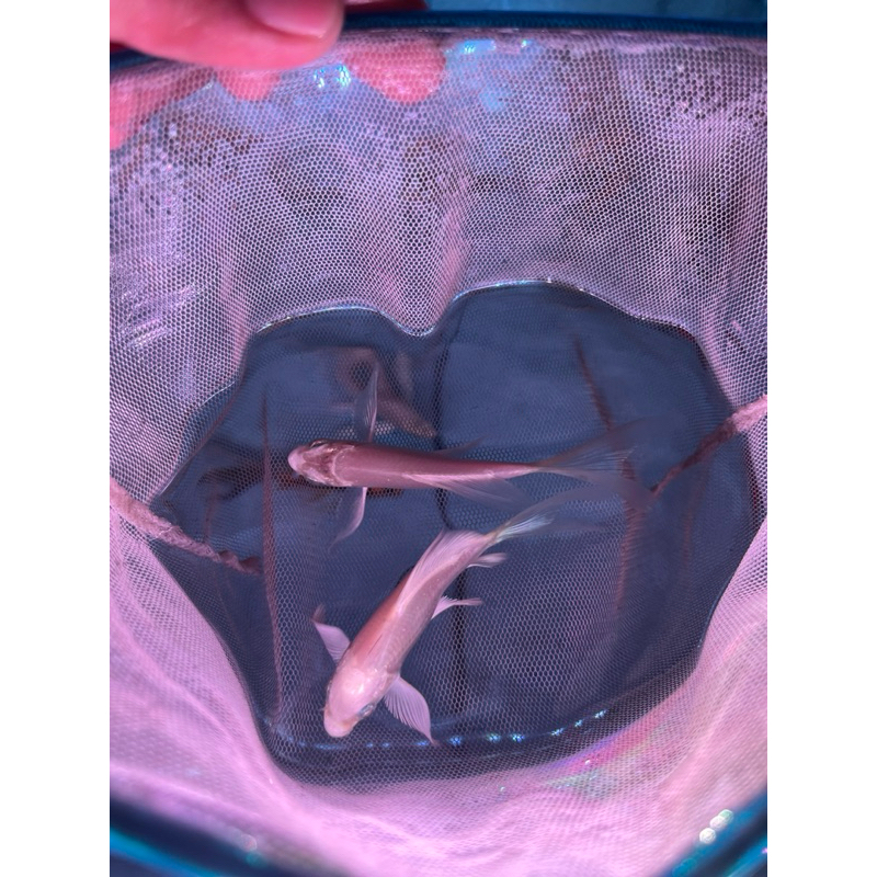 hiasan bibit ikan koi slayer platinum koi kumpay