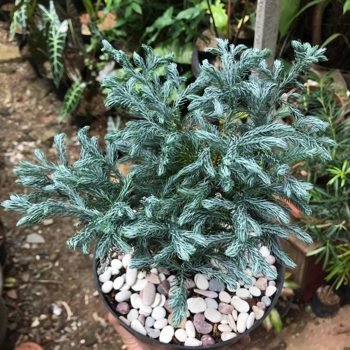 BIBIT BONSAI CEMARA PERAK SILVER BLUE / CEMARA SILVER PINE / CEMARA EMBUN / CEMARA SALJU RIMBUN
