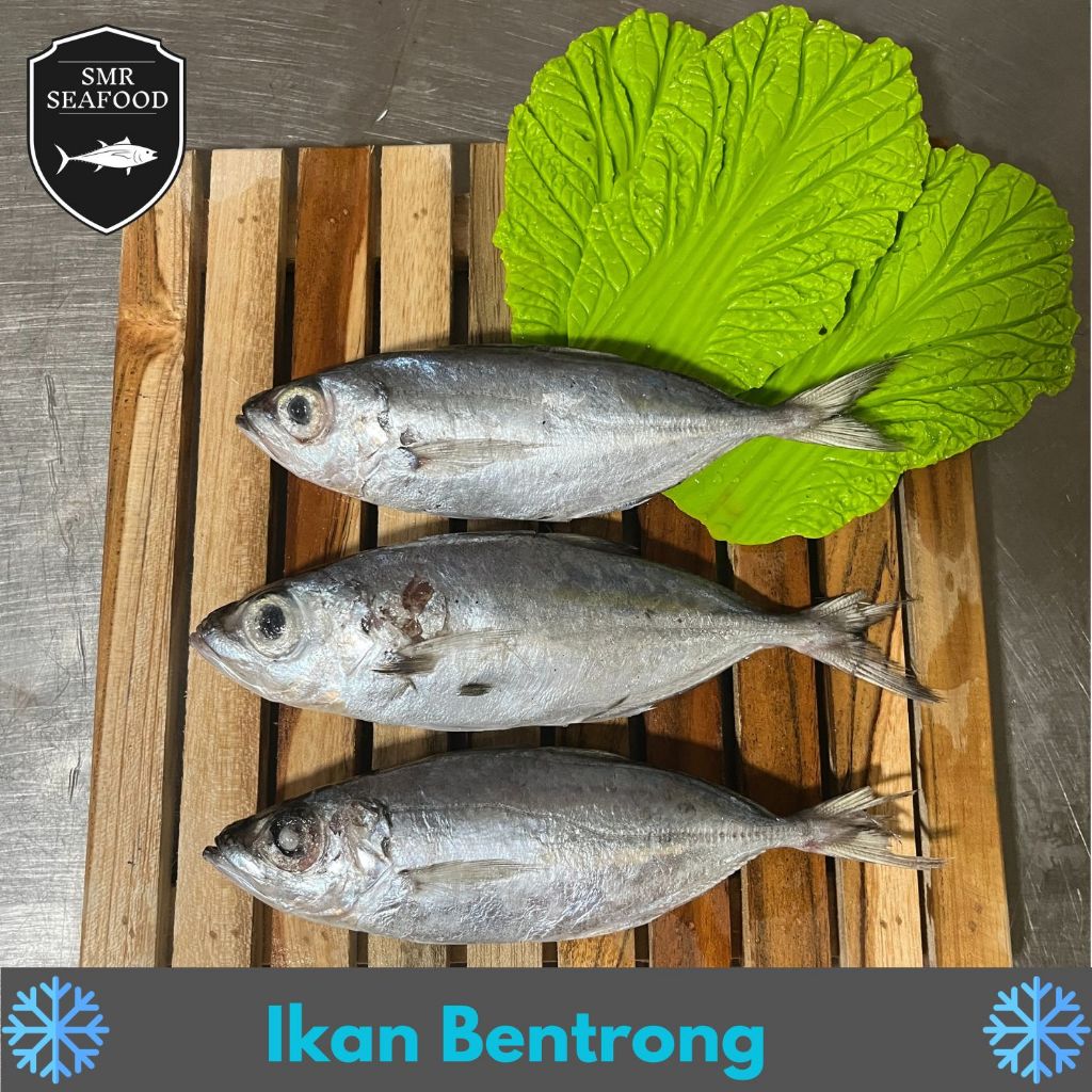 

Ikan Bentrong / Mata Belo / KTB / Tude | Frozen Beku Utuh 1KG