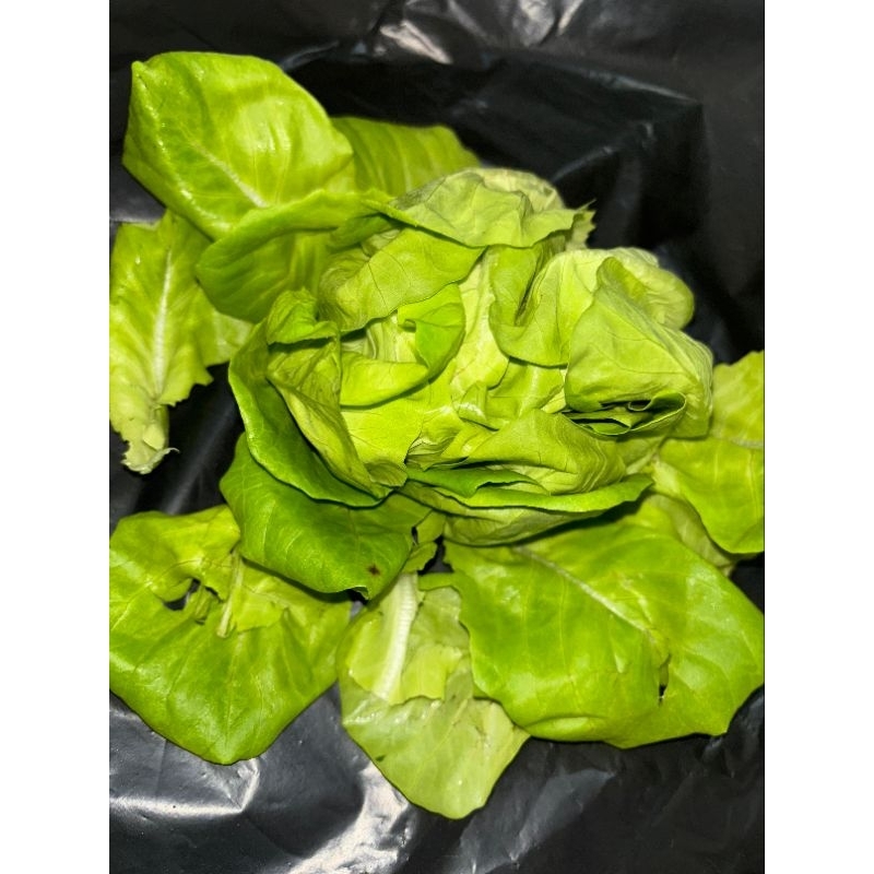 

Butter Lettuce 100gr / pck