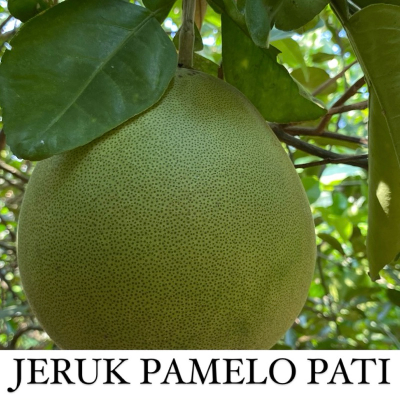 

Jeruk pamelo