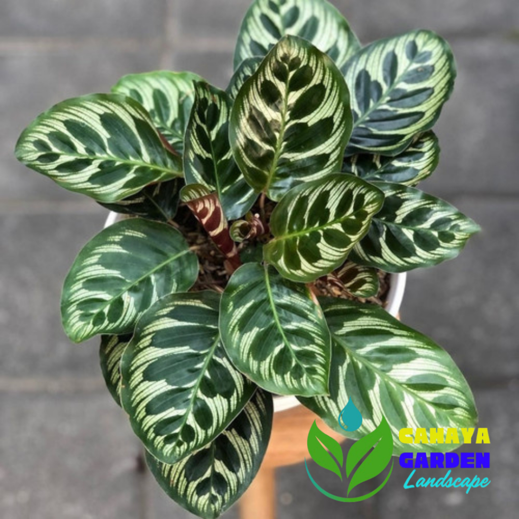 Calathea Makoyana - Tanaman hias calathea makoyana - Kalatea Makoyana