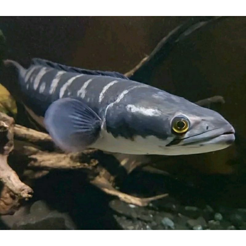 toman asli kalimantan 10-16cm bergaransi