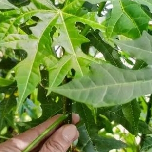 

Daun Gedi/ Pepaya jepang Segar 1 kg Dipetik saat ada pesanan