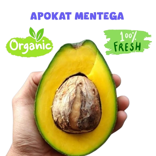 

alpokat mentega1 kg bergaransi apokat aligator avokat miki dari wonogiri