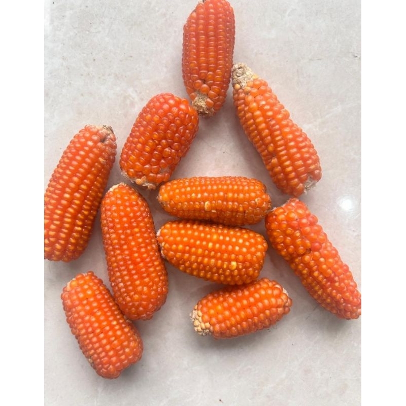 

Dried Corn Organic | minus condition random