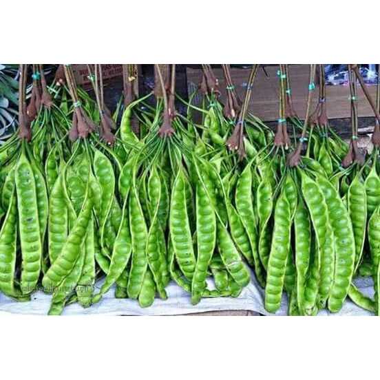 

PETE/PETAI TUA FRESH 1 PAPAN LONJOR