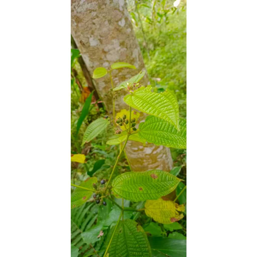

DAUN SENGGANI BULU HARENDONG SEGAR 250 GRAM