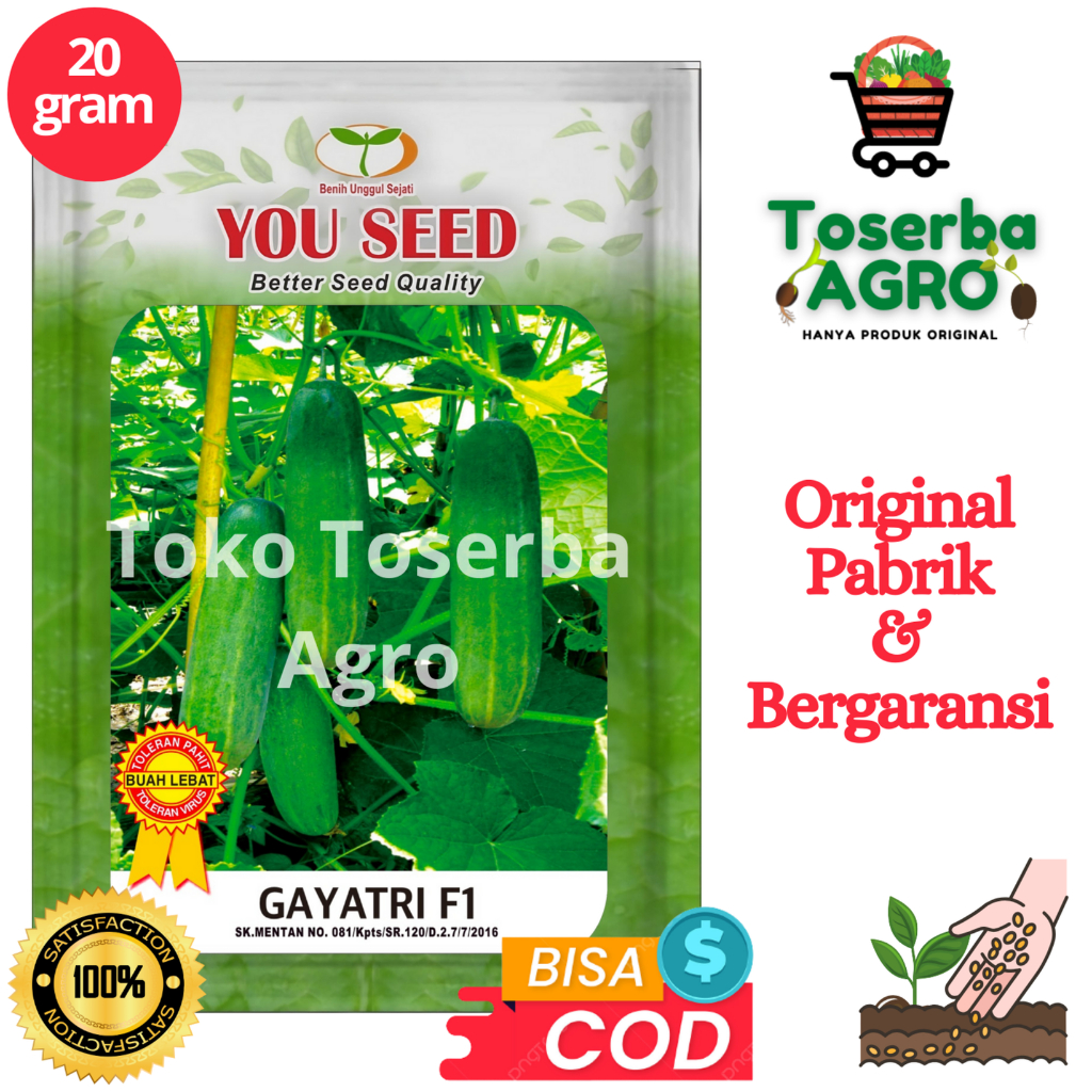 Benih Bibit Timun Lalap Baby GAYATRI F1 20g setara 800 butir You Seed