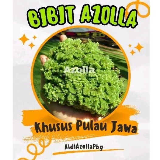 BIBIT AZOLLA SUPER 1 KG Azolla Bibit Tanaman Air Azolla Pakan Ternak Azolla Super 1 kg Azolla Terdek