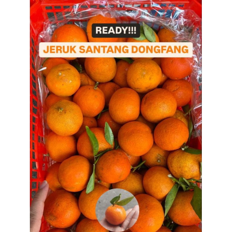 

jeruk santang dongfang