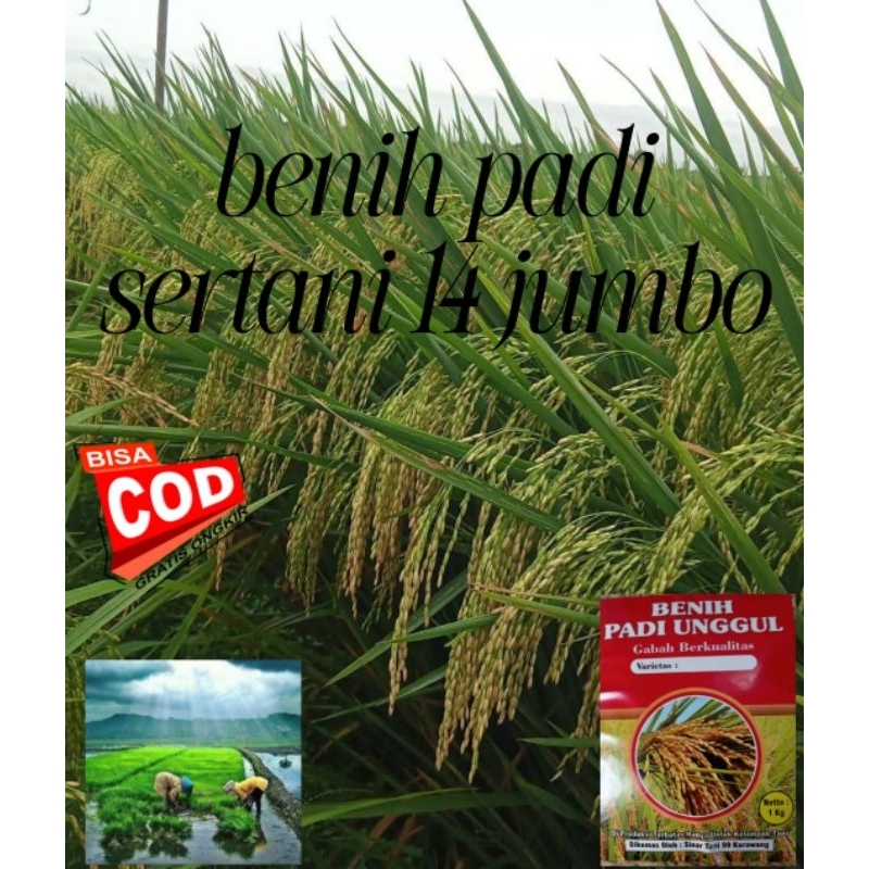 (COD)BENIH PADI UNGGUL SERTANI 14 BENIH PADI  ORIGINAL 1KG