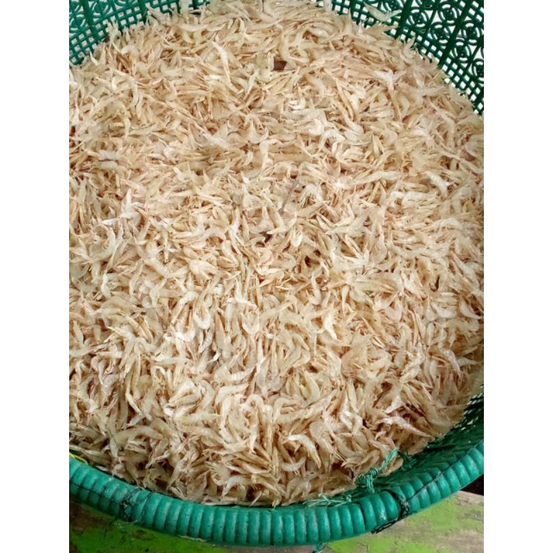 

udang rebon