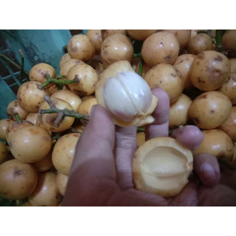 

Menteng putih manis 500gram buah Menteng