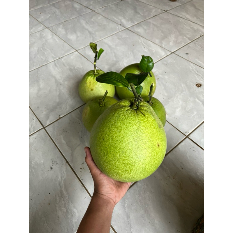 

jeruk pamelo Bali asli