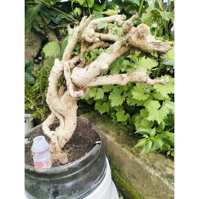 BONSAI SERUT ASPER STREBLUS JUMBO REAL PIC SIAP DIPROGRAM