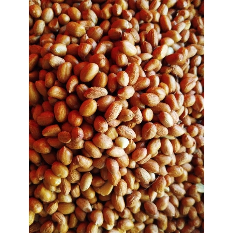 

kacang tanah lokal