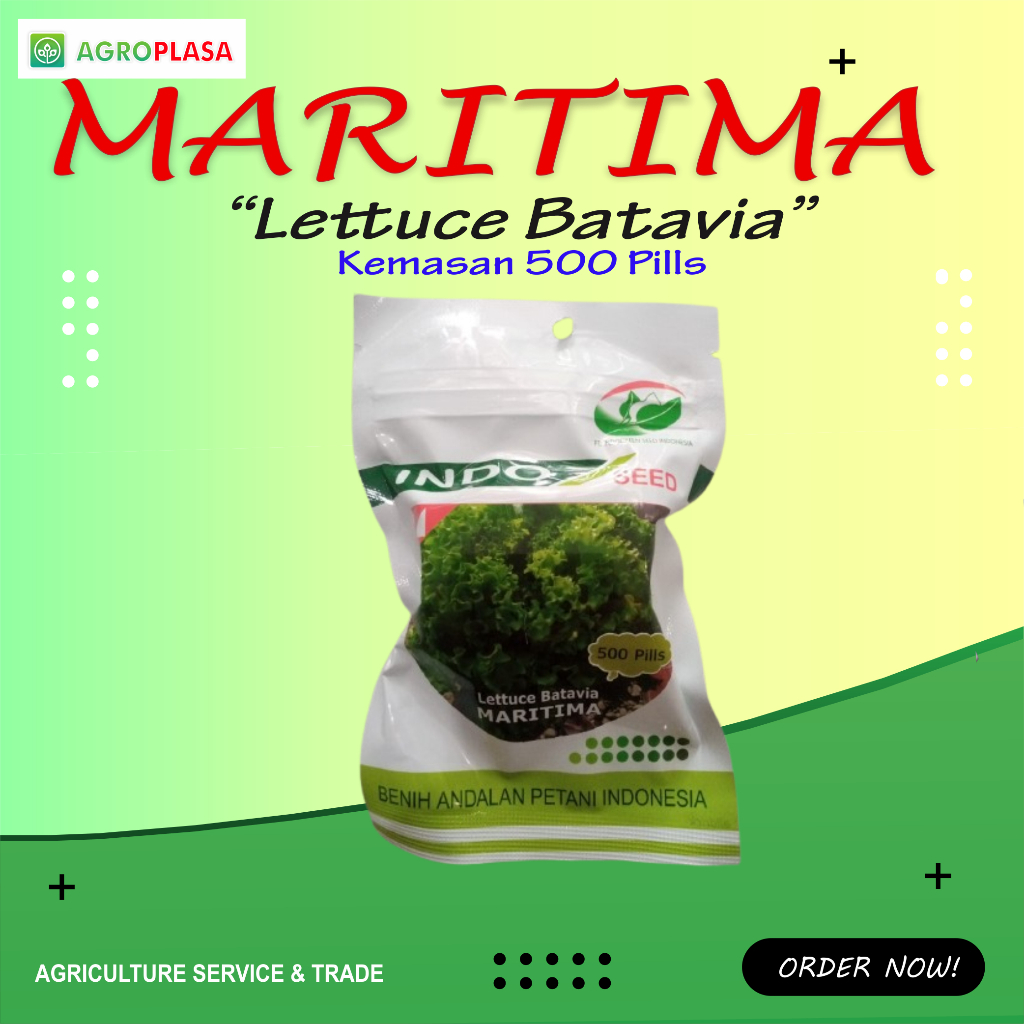 Benih Selada Maritima Lettuce Batavia 500 Piils